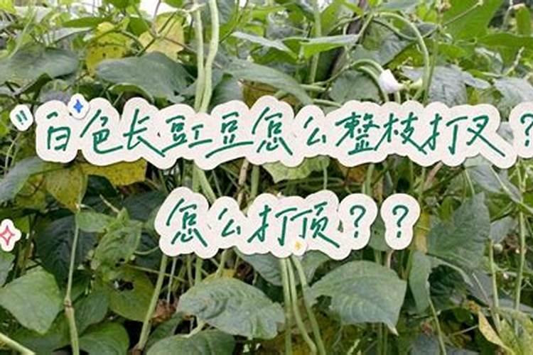 豆角种植怎样才能高产