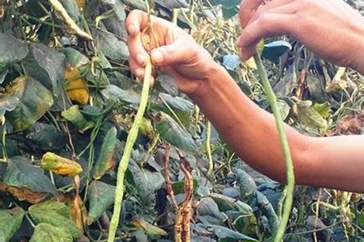 怎样种植豆角可以获得高产量？