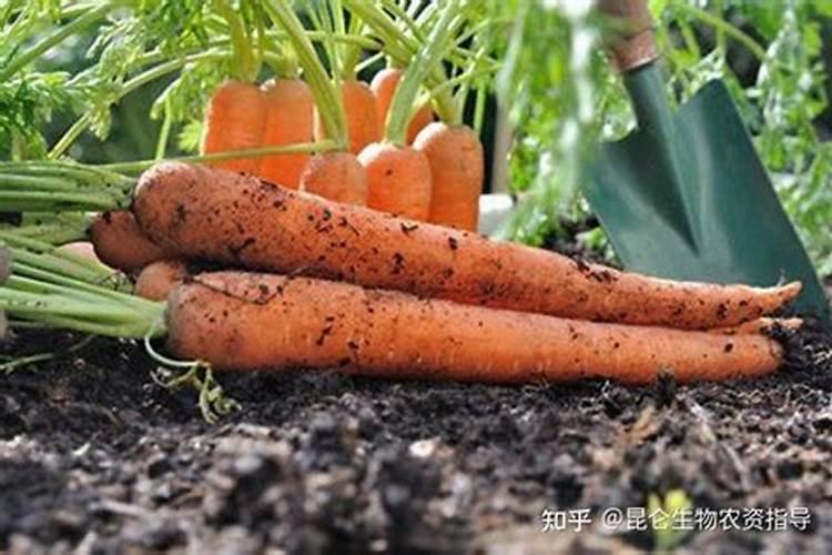 蒜苗黄叶用什么药治
