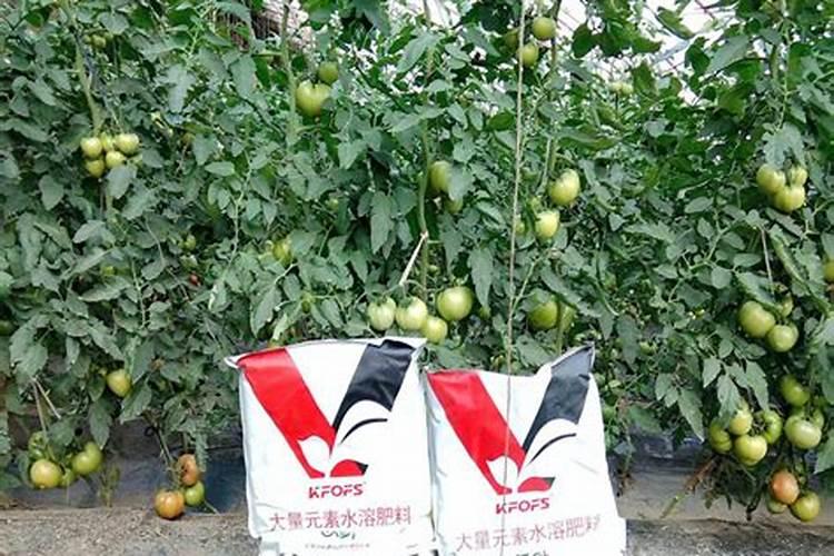 多肉施什么肥好多肉施什么肥