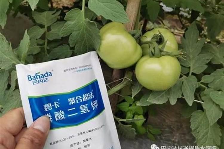番茄顶部小叶子卷曲是什么原因