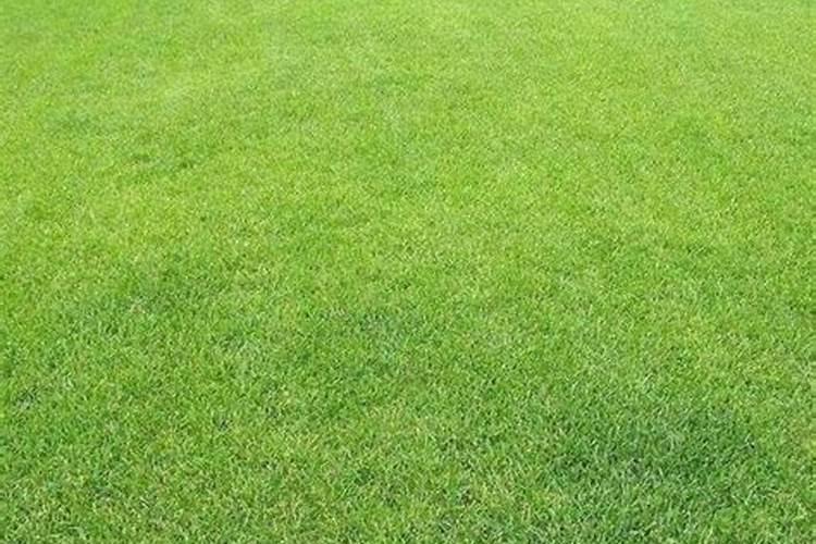 小区绿化草坪下什么肥怎样下
