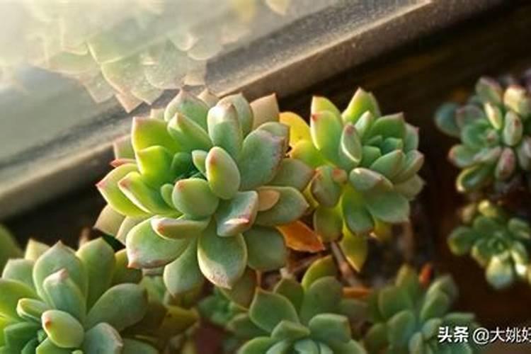氨基酸肥料可以和磷肥一起用吗？