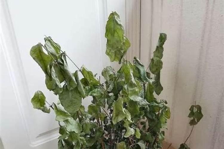 磷肥溶于水的现象