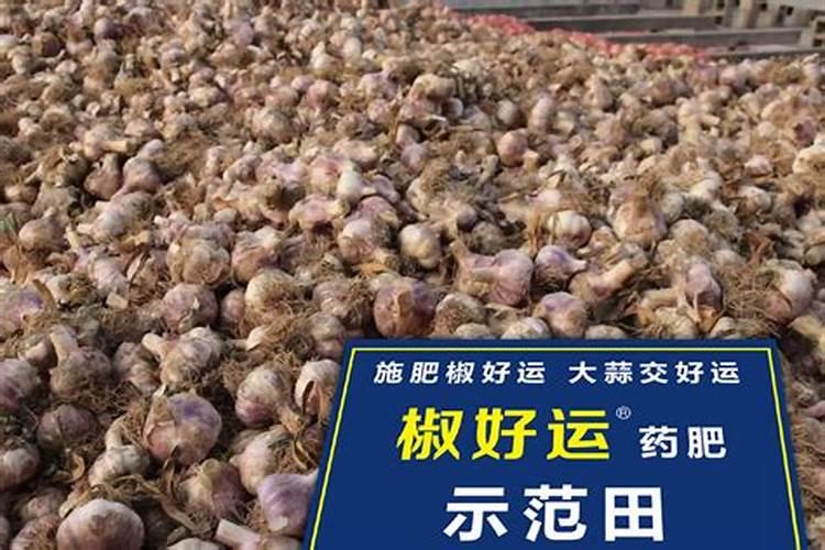 种大蒜需要什么肥料最好