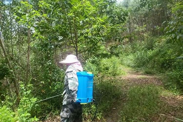 桉树苗种植时候根弯还可以长的直吗？