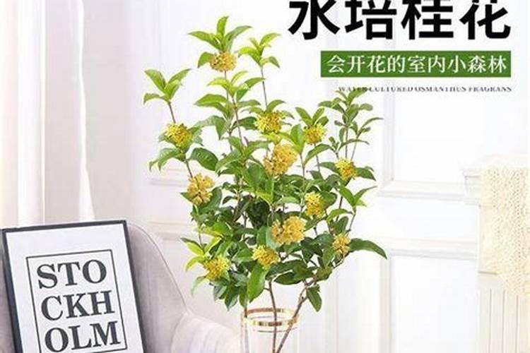鱼蛋白水溶肥可以浇什么花？