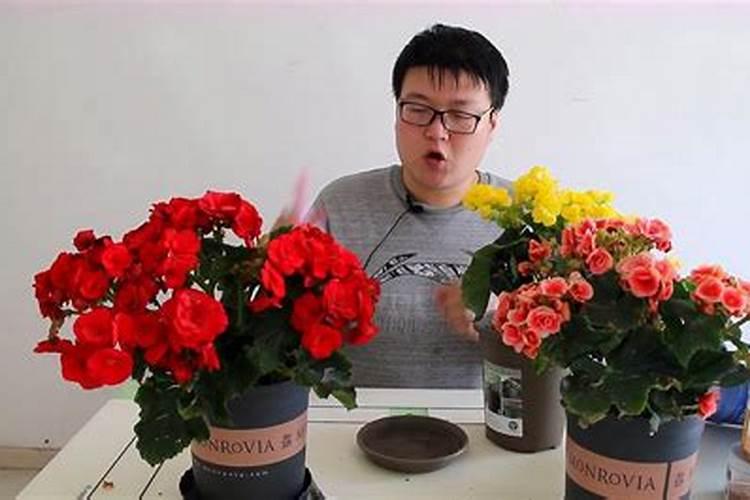 格力海棠花怎么养