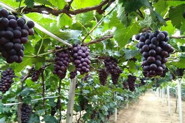 种植葡萄需要怎么施肥