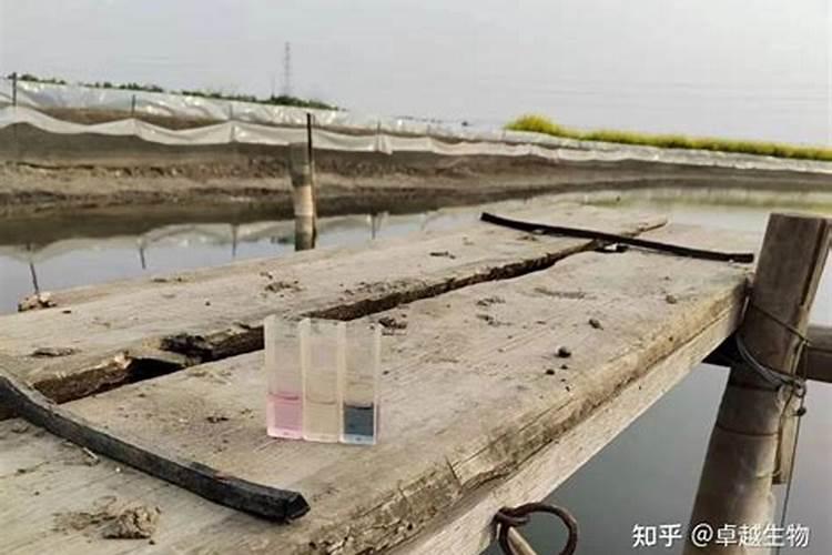 葡萄棚内地上总长青苔该怎么办？用啥肥料？
