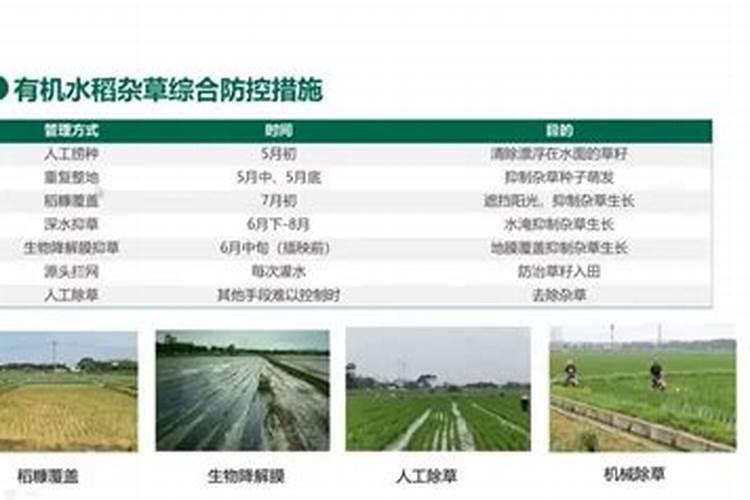 100毫升芸苔素能打多少亩玉米？