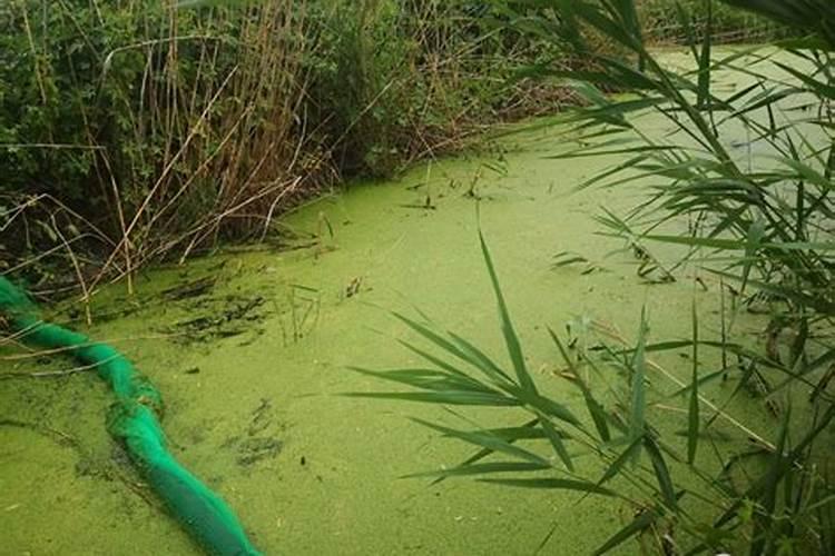 植物缺钾怎么补充？用什么肥补钾效果好？