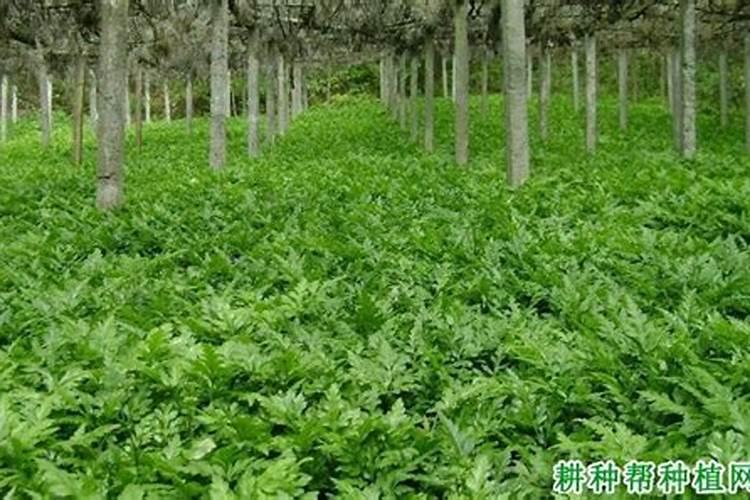 黄连施什么肥