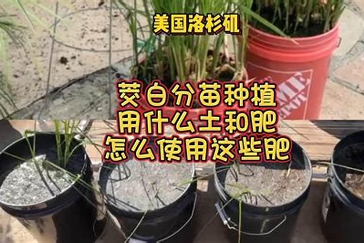 怎样才能使茭白感染黑粉菌。老是开花不结茭白。黑粉菌从哪里来呢...