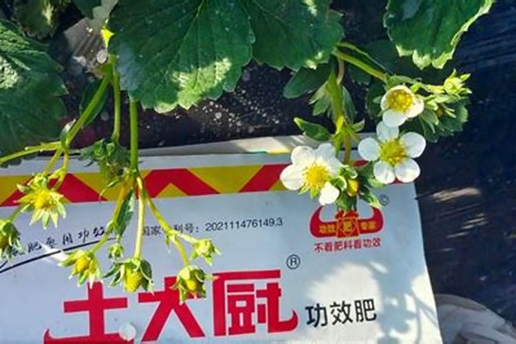 农用钙肥十大品牌