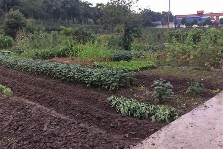 生地如何种植 种植过程中应该注意些什么