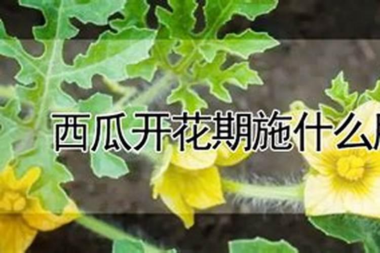 西瓜施什么肥料长的大比较甜