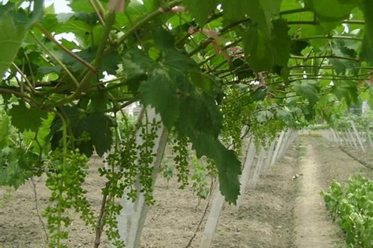 菊花施什么肥料好
