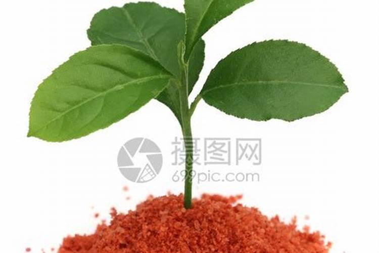 什么植物多施钾肥