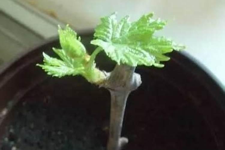 磷肥可以养花吗