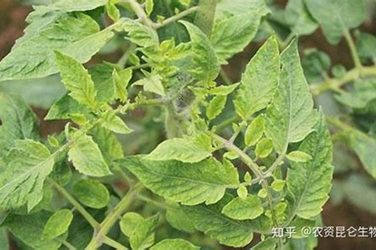 刚土培改水培的红掌能施叶面肥吗