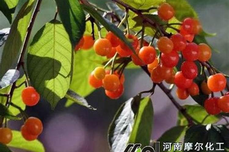 袁隆平院士团队在柴达木盆地盐碱地试种“海水稻”,您如何评价