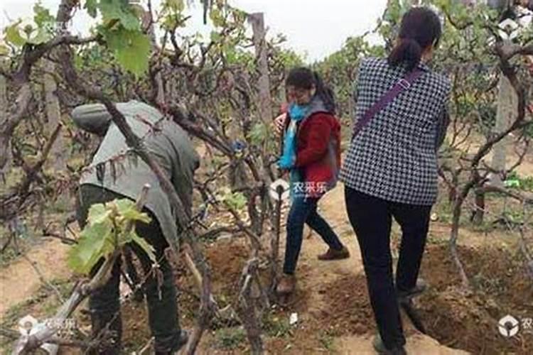 葡萄树使用什么肥料能长根