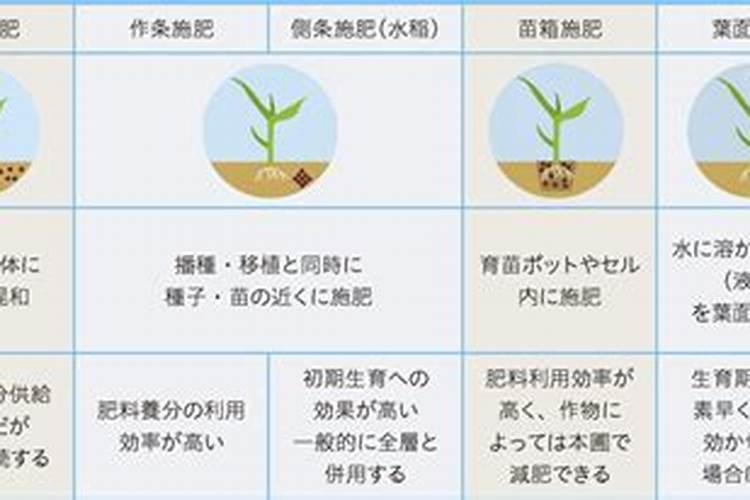 荷叶刚长出来不久,叶子有点发黄还有些小黑点是怎么