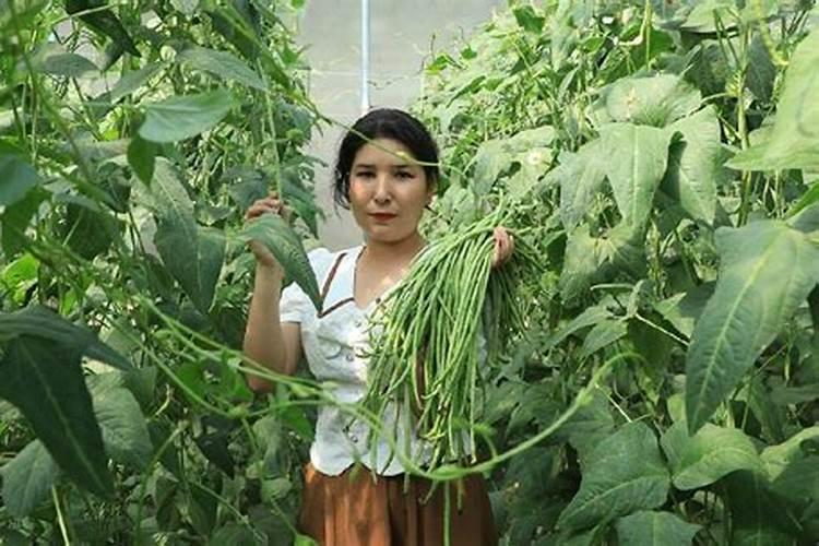 樱桃黄叶的原因和处理办法