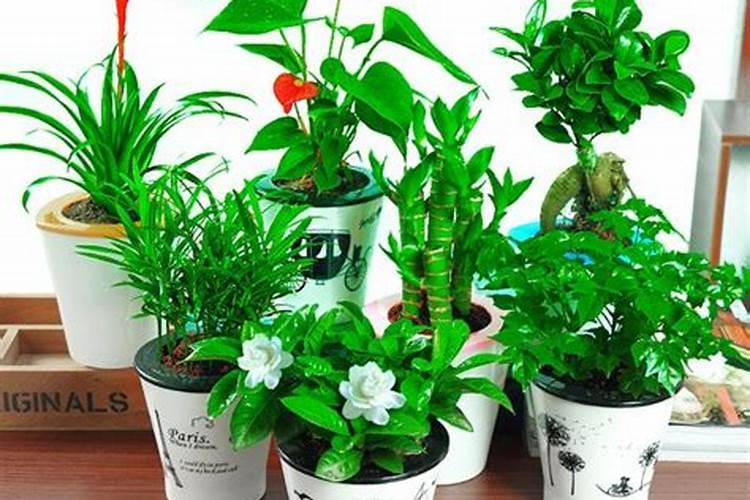 什么肥料养花最好用、养花一般要施什么肥料
