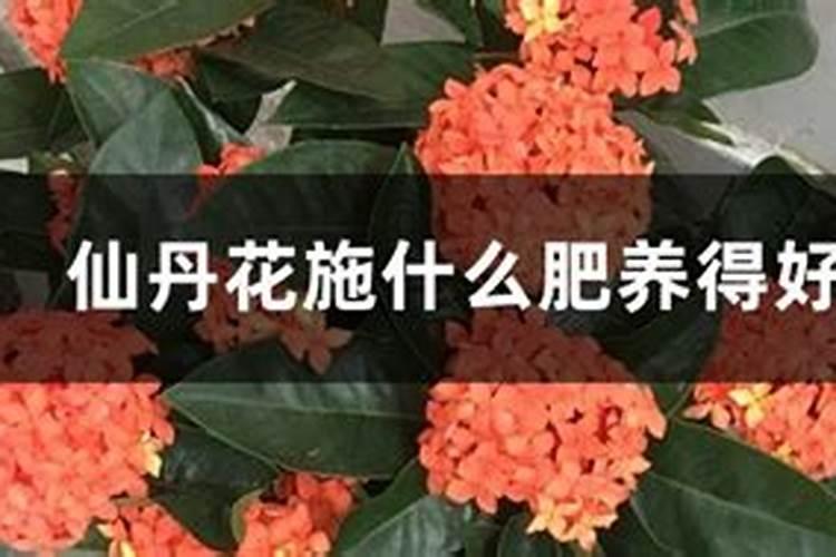 种花到底用哪种肥料比较好、用什么肥料养花最好