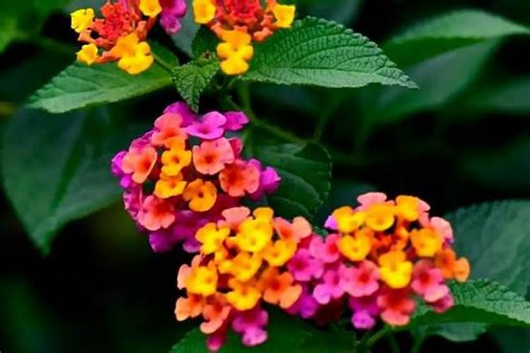 核桃树种植管理要点 怎么水肥管理