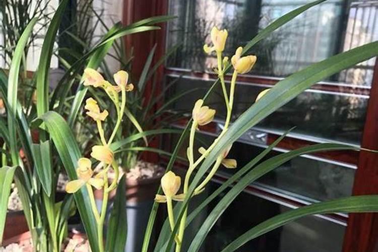 兰花花肥用什么合适 肥料制作与使用方法