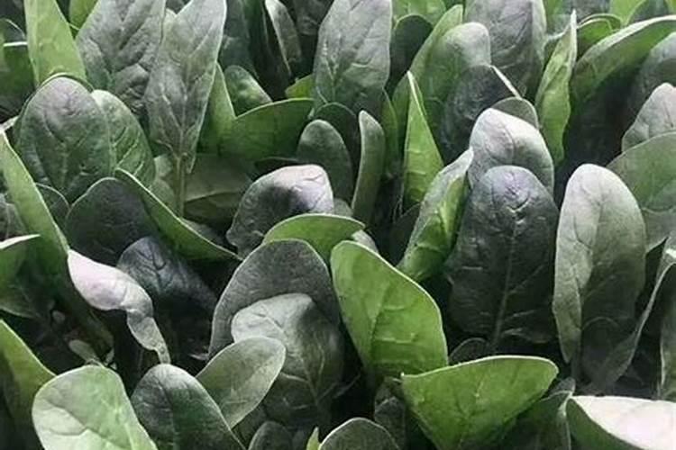 美加富叶面肥能打菠菜