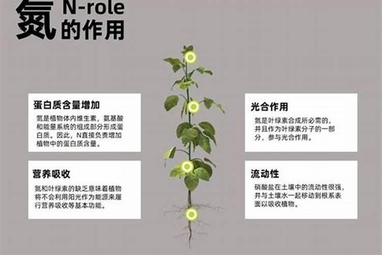 为什么辣椒不能用尿素施肥
