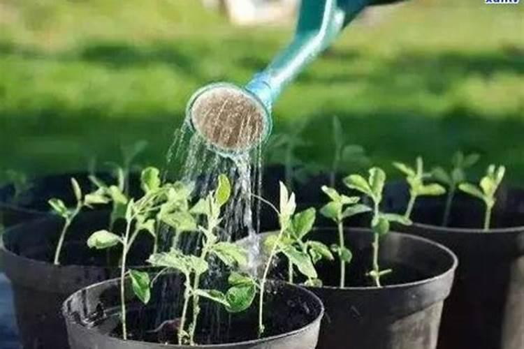叶面肥可以提高蔬菜的抗病性吗？