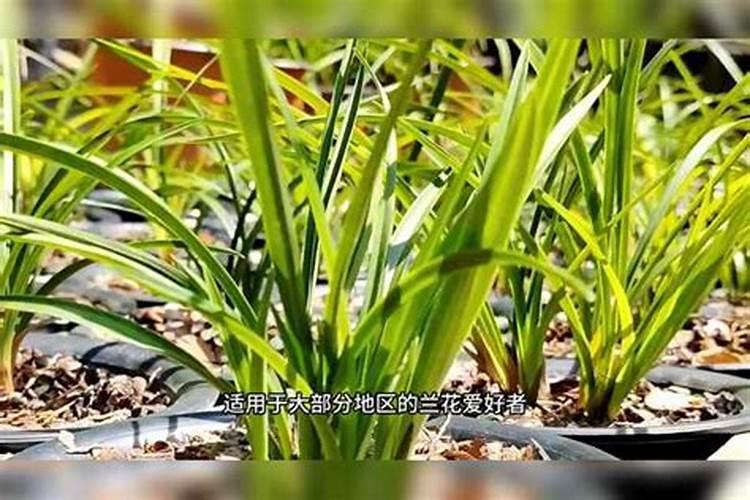 兰花浇什么肥料合适