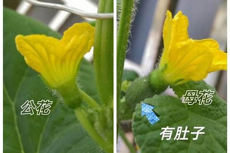 红薯加磷有什么效果？