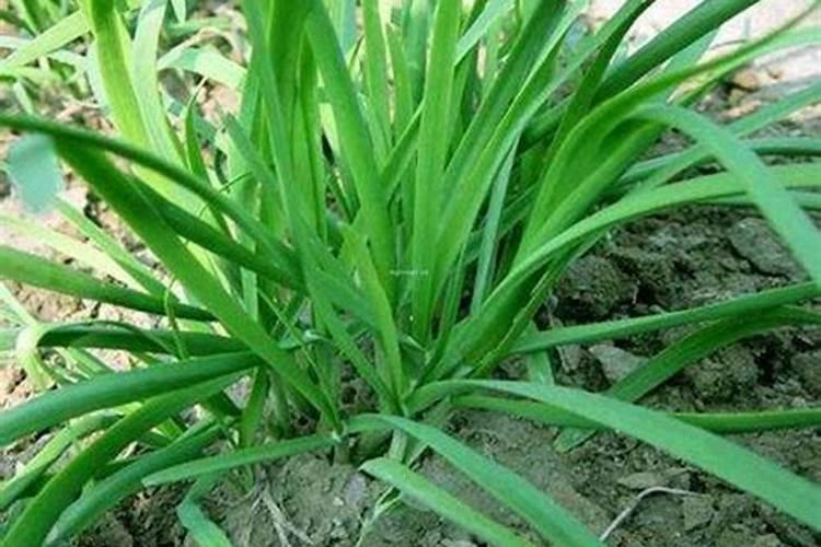 盆栽草莓施肥用什么肥料好