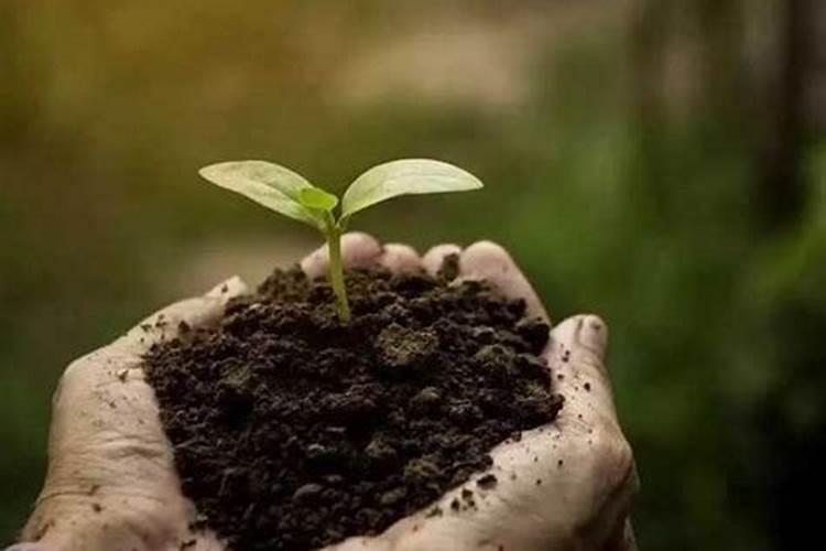 葡萄棚内地上总长青苔该怎么办？用啥肥料？