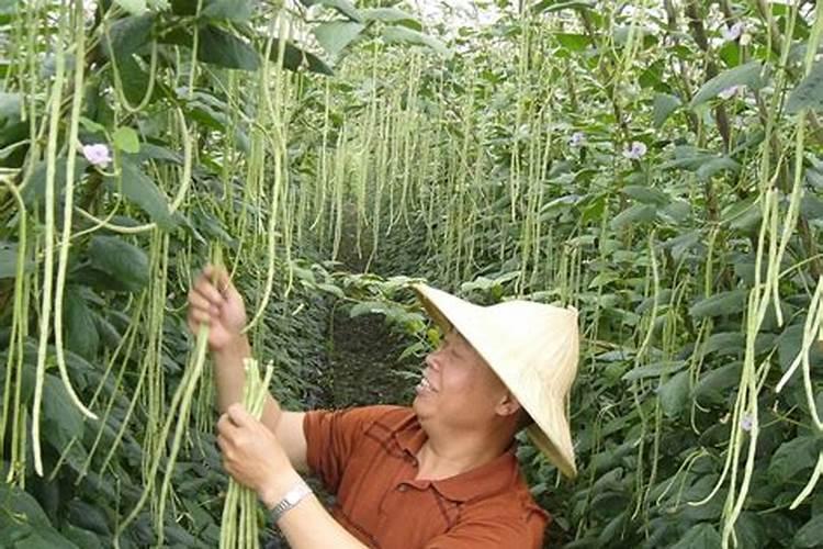 豆角的需肥特性 如何科学施肥