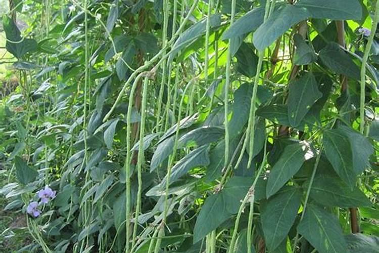 豆角生长需要施加什么样的肥料？