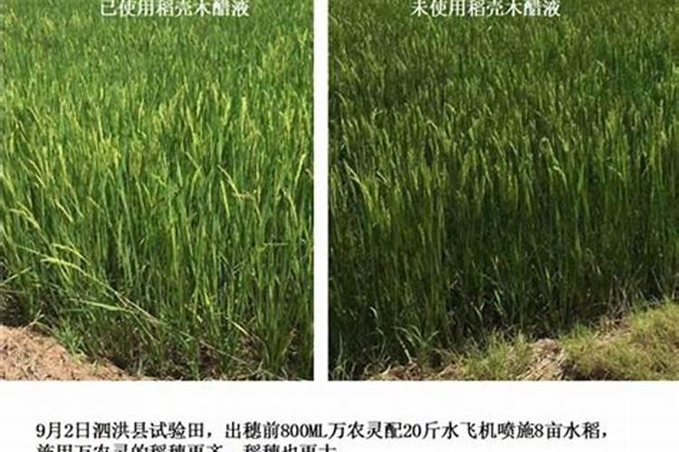 火龙果结果了要施肥吗 火龙果结果了要不要施肥