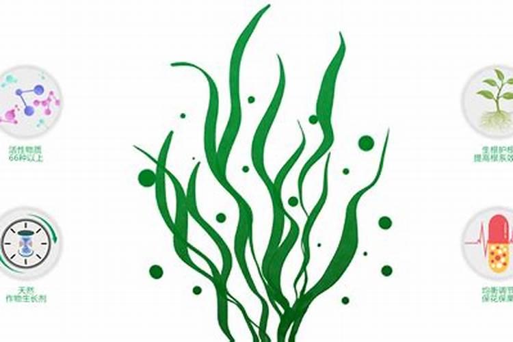 小麦用芸苔素拌种用量是多少 拌种后多久播种合适