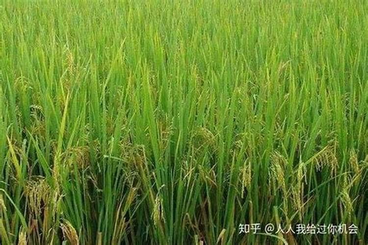 水稻什么时候施钾肥,钾肥对水稻的作用