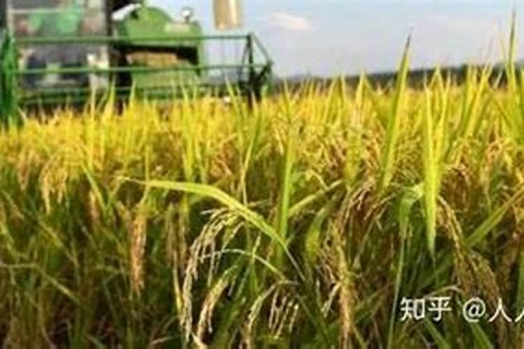 水稻种植如何合理施用钾肥呢？