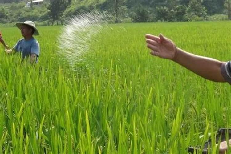 盐碱地水稻怎样施用磷钾肥？