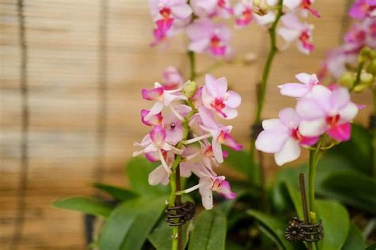 菠菜长花了能不能吃菠菜很小就开花是怎么回事