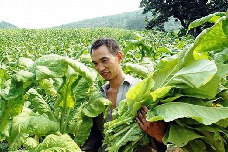 怎样收获菠菜种？