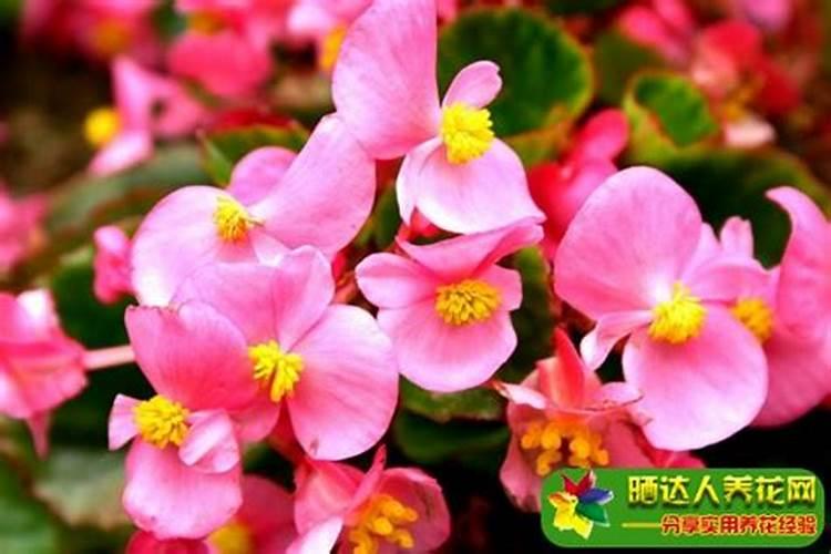 海棠花施什么肥最好